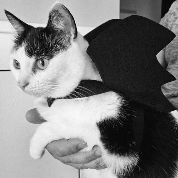 Halloween - Pet Costume - Bat Wings - Picture 1 of 3